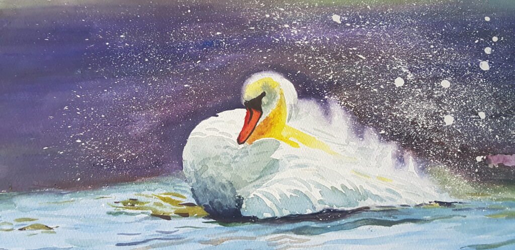 Swan